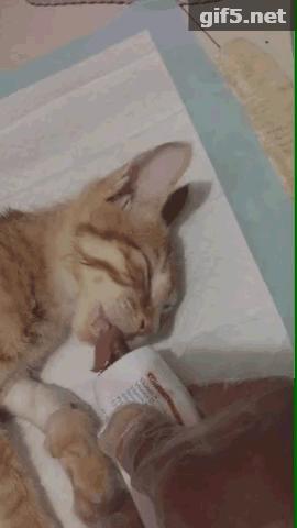 铲屎官必看养猫人最怕的3件事 (橘猫被铲屎官坑惨啦)