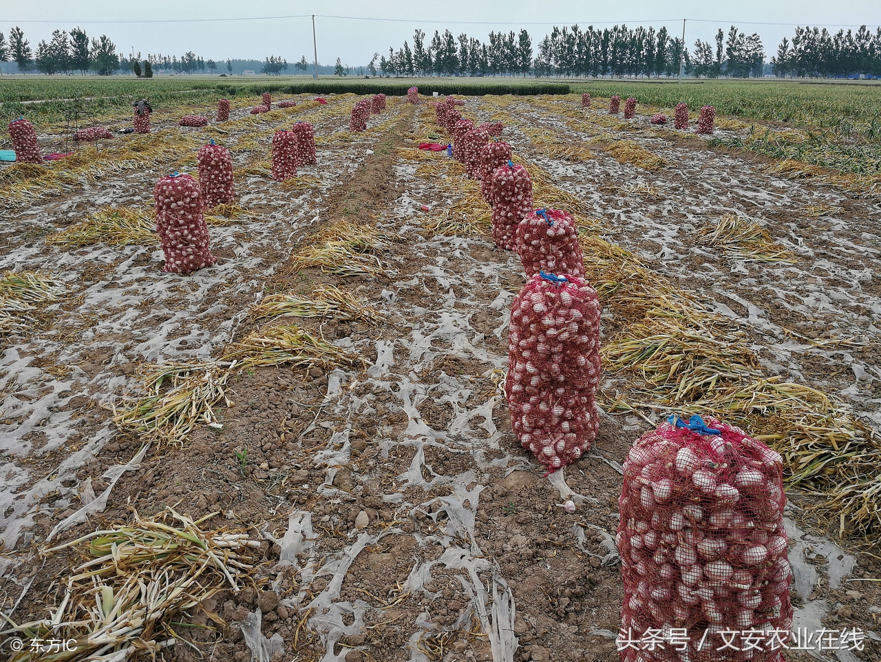 今天苍山芦柞大蒜价格最新行情,山东兰陵芦柞大蒜行情及价格