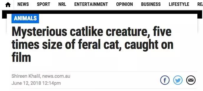 澳洲未解之谜，它又出现了！幽灵猫现，必有血案！