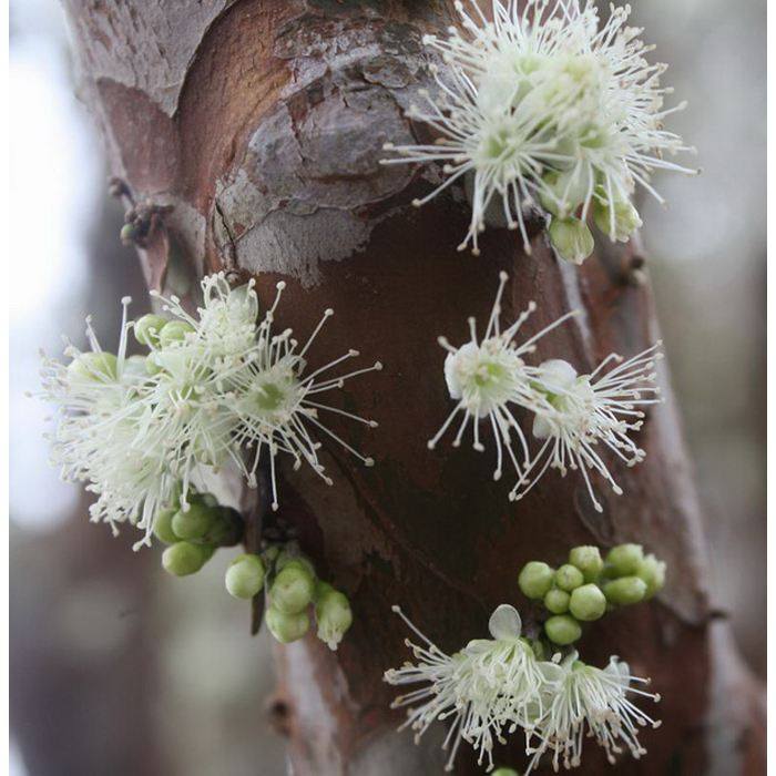 热带水果珍宝果,珍宝果属于什么水果