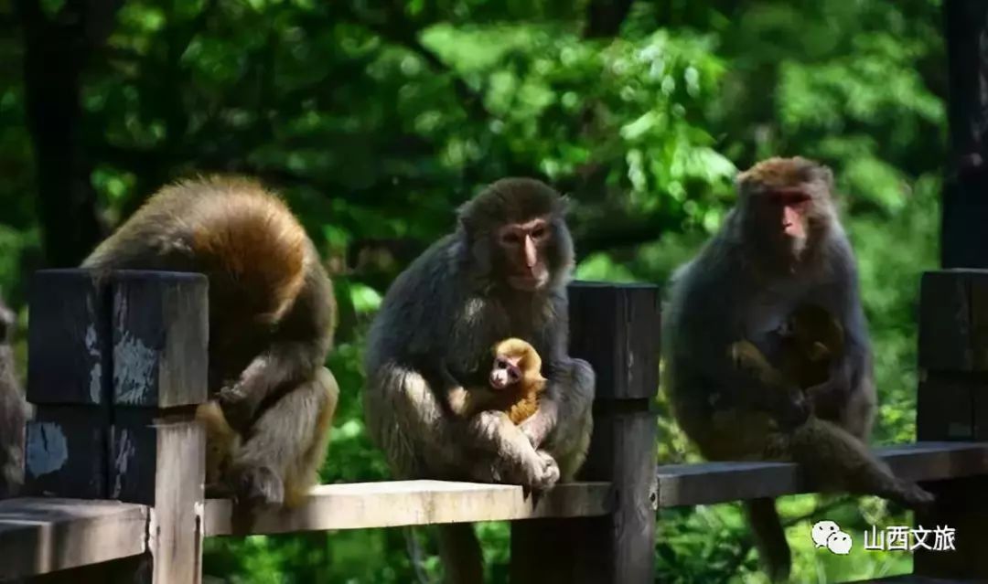 山西阳城名列三城,晋城太行旅游阳城