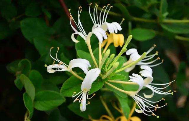 多肉绿植浇水的正确方法,多肉植物养花知识大全与技巧