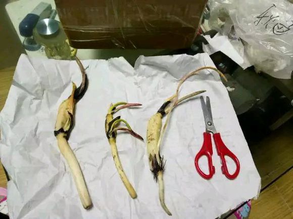 海碗养碗莲,四季开花碗莲生长全过程