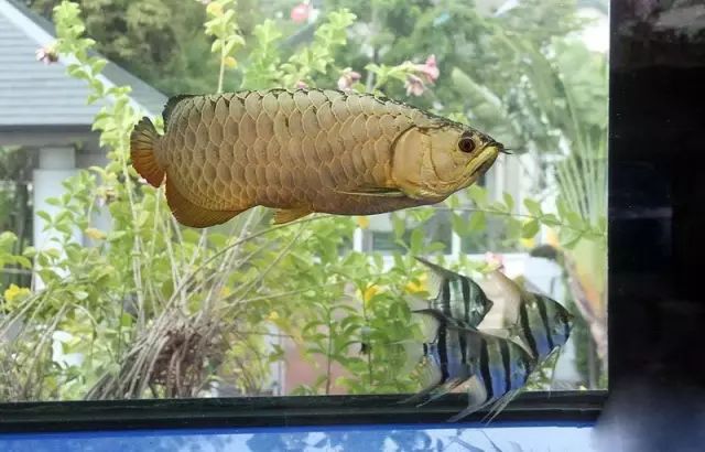 经典混养搭配,混养的问题及解决方法