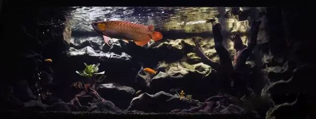 小型热带鱼的大致混养原则,新手热带鱼推荐混养