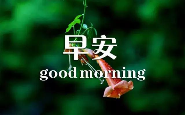 问候早安正能量的优美句子,真诚的友谊早安问候最新