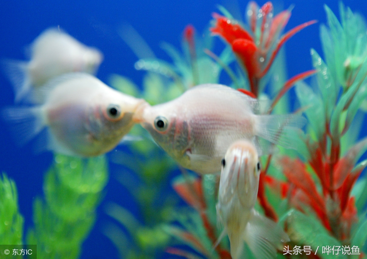 宠物鱼没有氧气能养活吗 (宠物鱼缺氧的最佳季节)