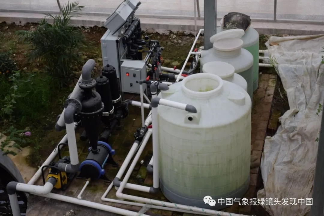 靠这些奇特“果果”也能致富？科技扶贫如有神助！