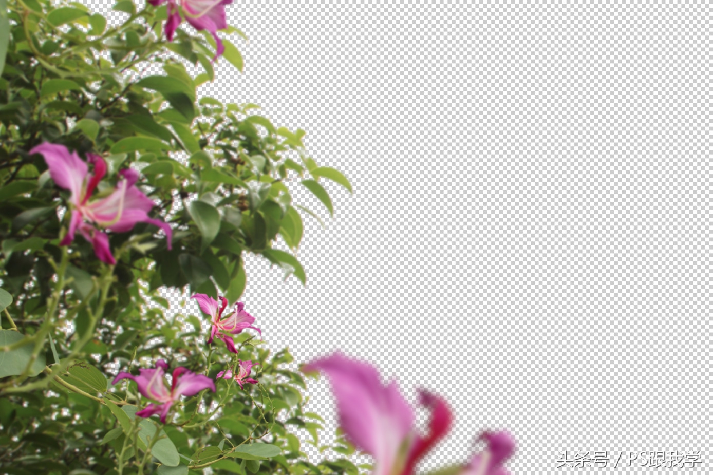 ps做花园效果图,环艺景观效果图photoshop教程