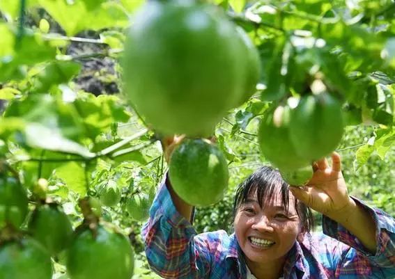 广西一年四季有吃不完的应季水果,广西什么水果便宜又好吃夏天