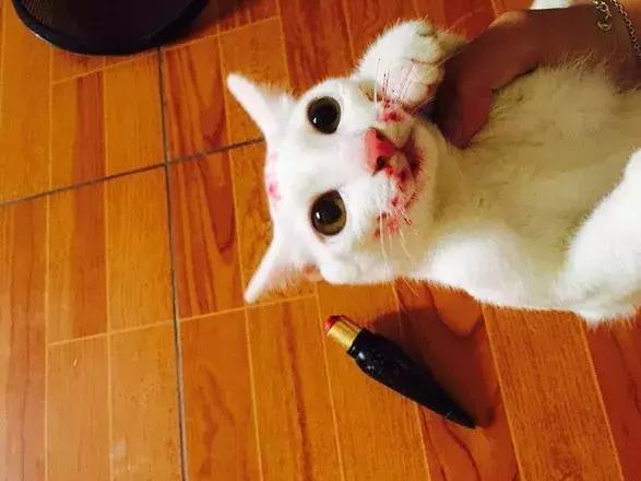 猫咪对主人发狠攻击状态怎么办,猫咪对主人发狠攻击可以打吗