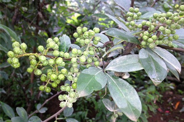 花椒与麻椒的区别,花椒与麻椒区别