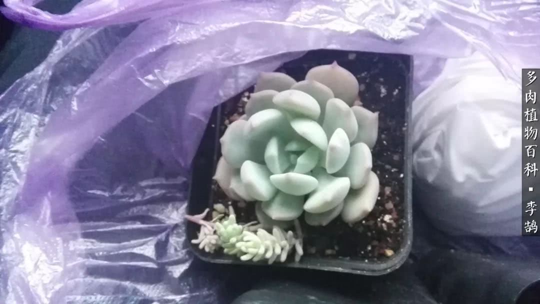 10种养不死的多肉新手的首选,露养多肉的100种方法