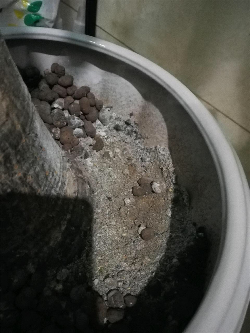 发财树起死回生视频,快死掉的发财树如何弄活