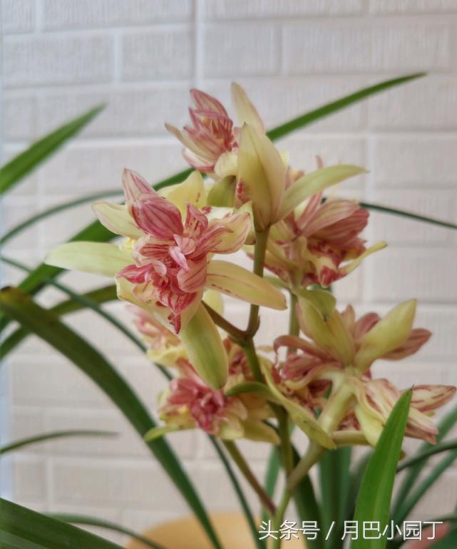 兰花黄叶有病菌怎么补救,兰花黄叶有黑斑怎么办