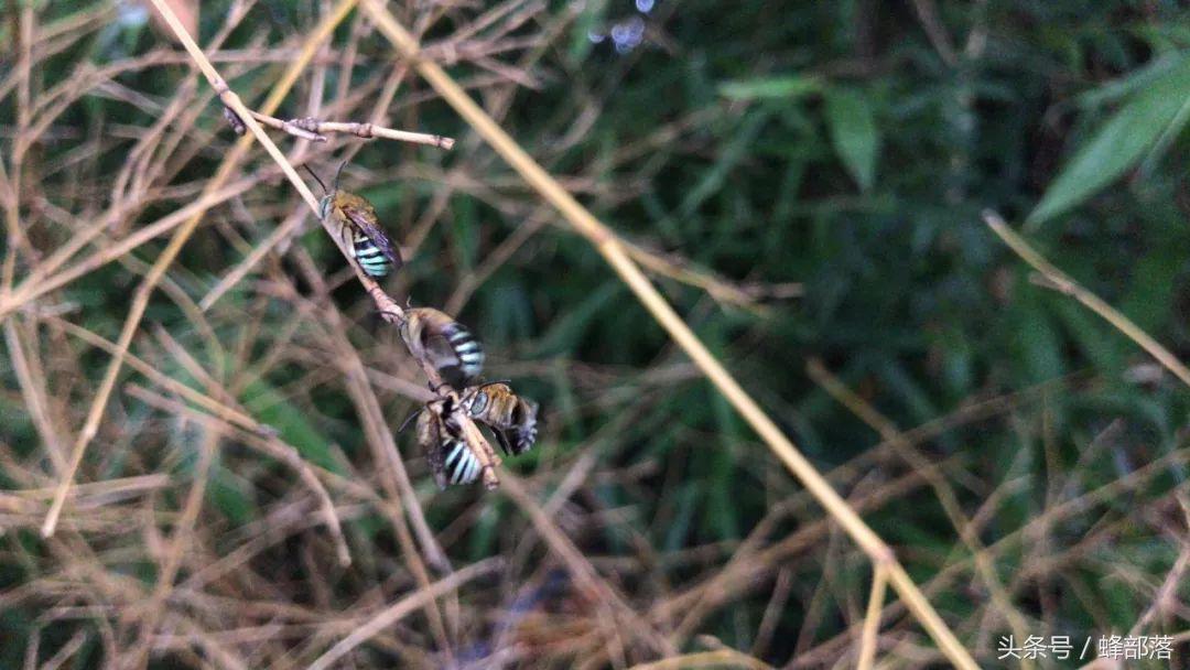 号称蜂界第一杀手，外观美到爆，胡蜂、蜜蜂都深受其害