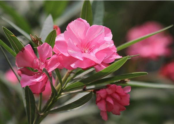 管恩锋十首经典歌曲,管恩锋