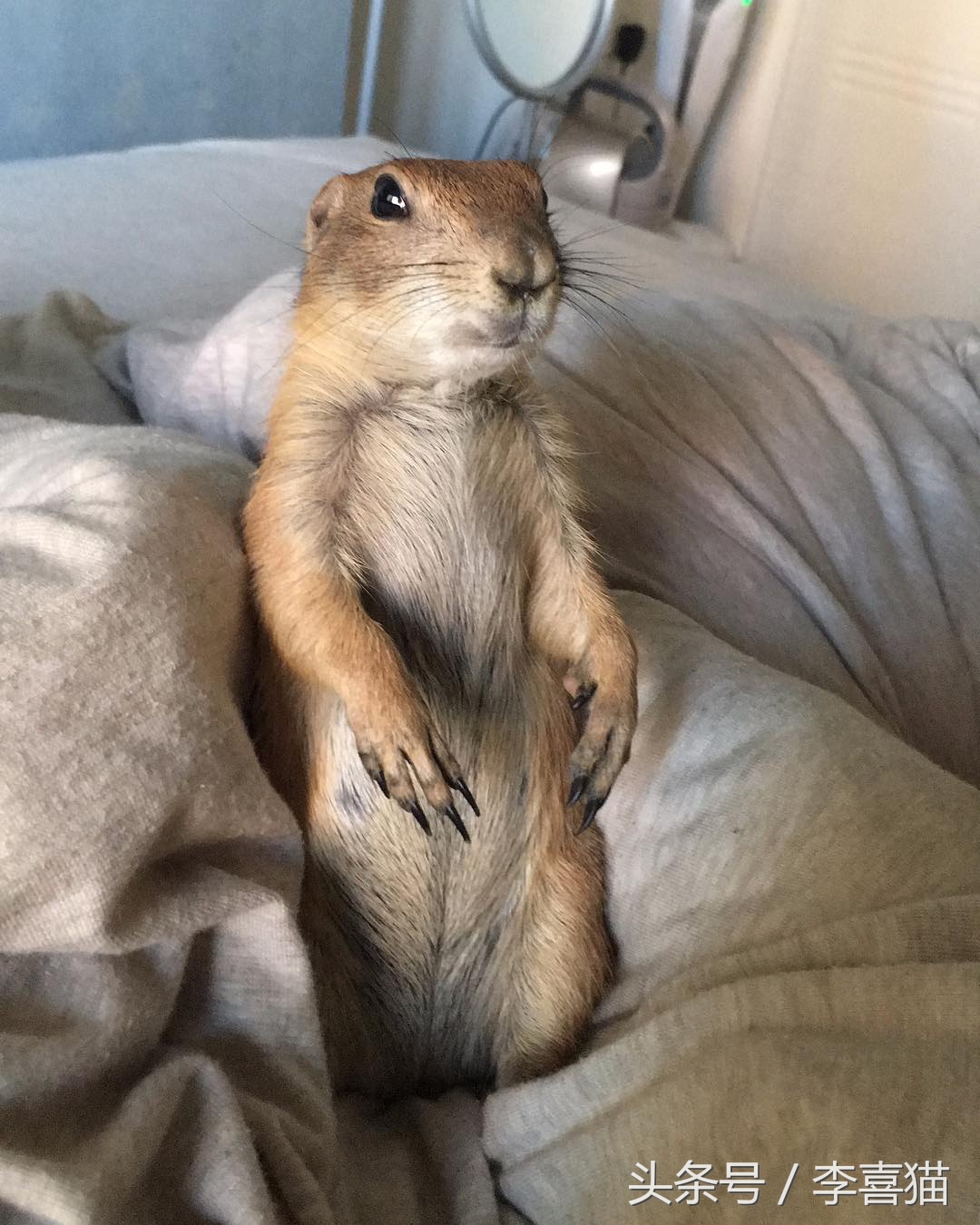 黏人的土拨鼠,黏人可爱会撒娇的动物