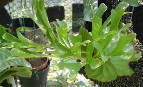 家养蕨类植物有哪些,常见的蕨类植物怎么养