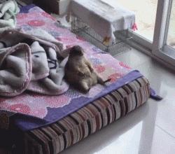 超级黏人的土拨鼠,黏人的土拨鼠