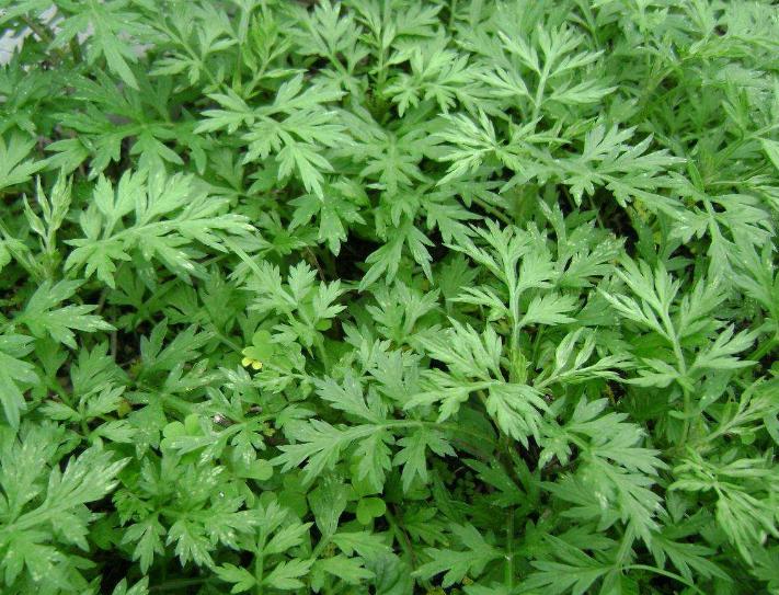 起痱子用什么方法治疗最快,婴儿脸上长痱子什么方法最有效