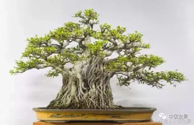 榕树盆景欣赏,欣赏盆景的感受句子