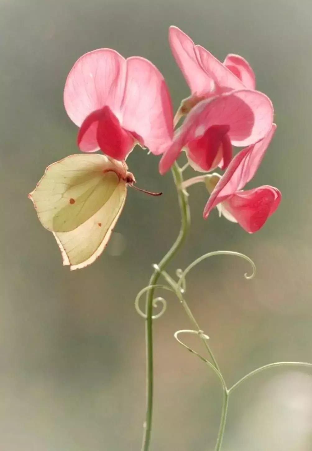 做个花心的女人视频,做个花心的女人歌曲