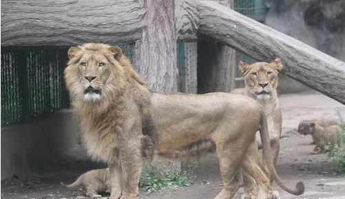 世界杯吉祥物都有哪些,世界杯吉祥物图片2022原型