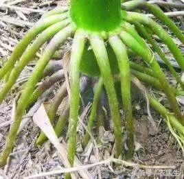 玉米倒伏的最佳解决方法,玉米倒伏补救最快方法