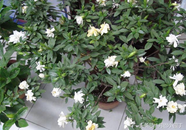 栀子花喂点什么水开花多,盆栽野栀子花叶片发黄