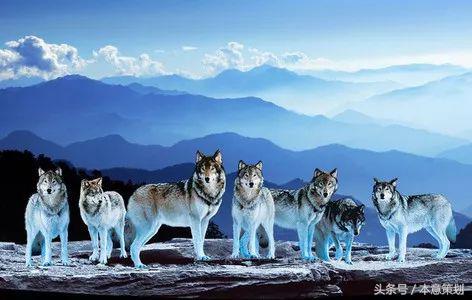 冰岛队到底有多厉害,冰岛国家队实力