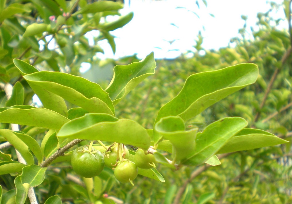真正的维生素C之王是这四样，猕猴桃弱爆了