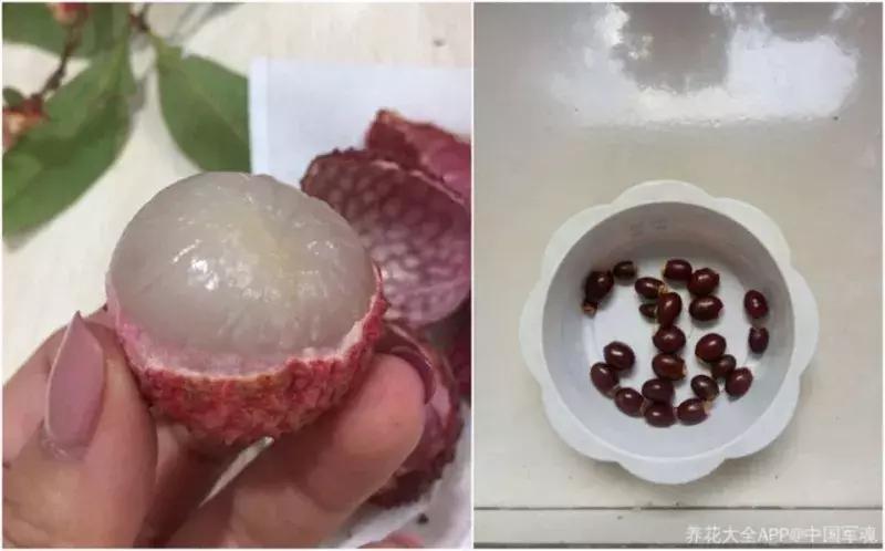 水果核丢花盆发芽了,水果籽呛到肺里去发芽了