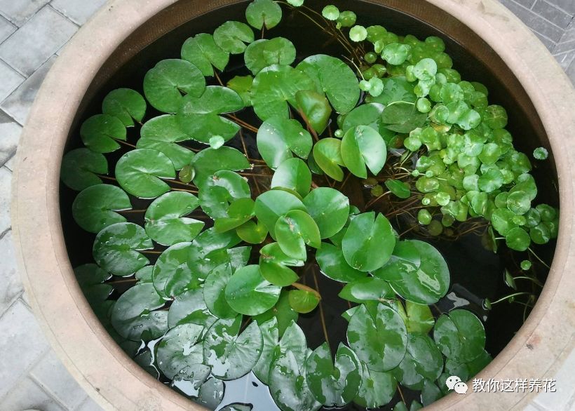 放水里能长期存活的花,适合懒人在水里养的花