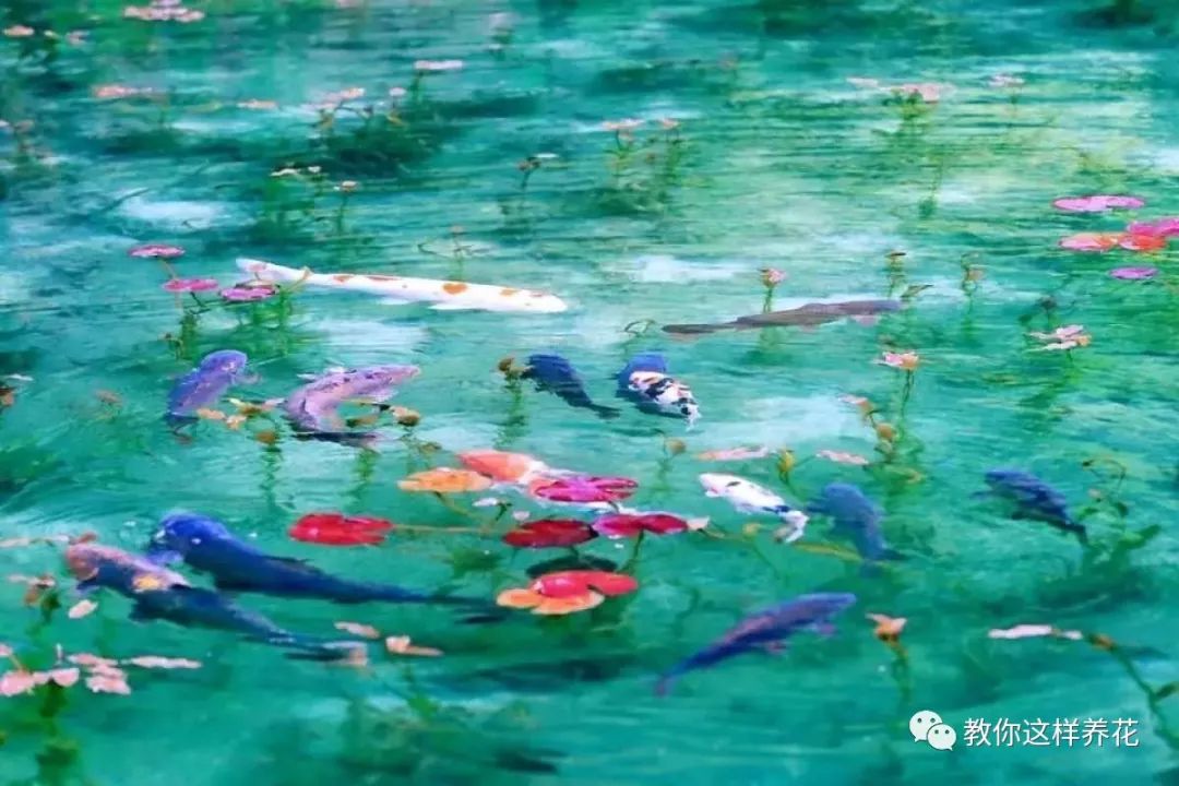 放水里能长期存活的花,适合懒人在水里养的花