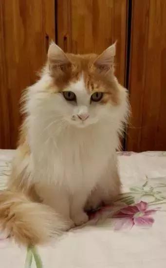 主人带猫去参加展会,主人带猫咪去参加猫展