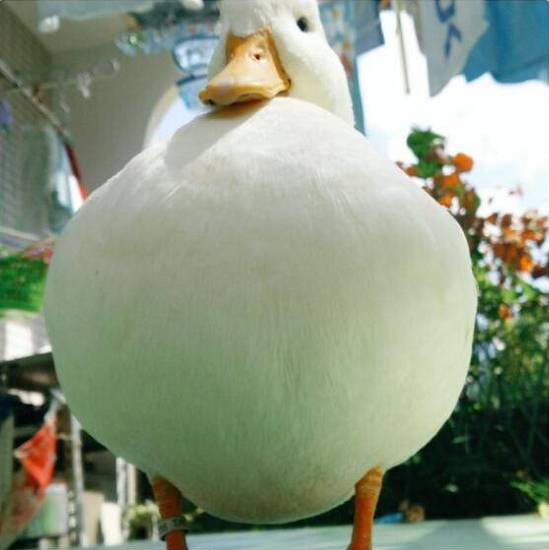 第12期粤b车牌摇号结果,粤b摇号结果查询