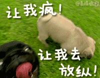 出远门再也不用担心“毛孩子”啦！在常州机场，宠物们也能坐飞机了~