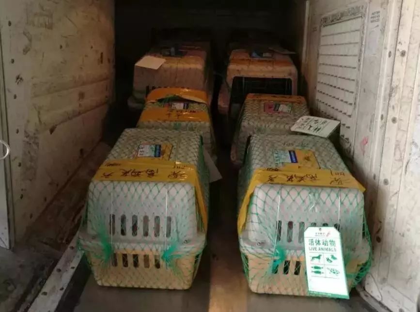 出远门再也不用担心“毛孩子”啦！在常州机场，宠物们也能坐飞机了~