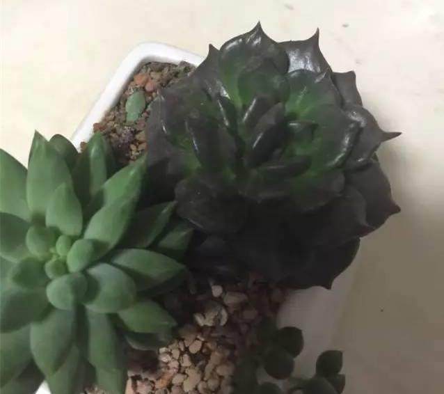 红稚莲多肉里面有虫怎么办,多肉植物的七种病虫害