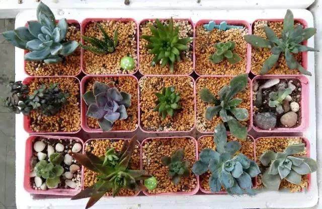 红稚莲多肉里面有虫怎么办,多肉植物的七种病虫害