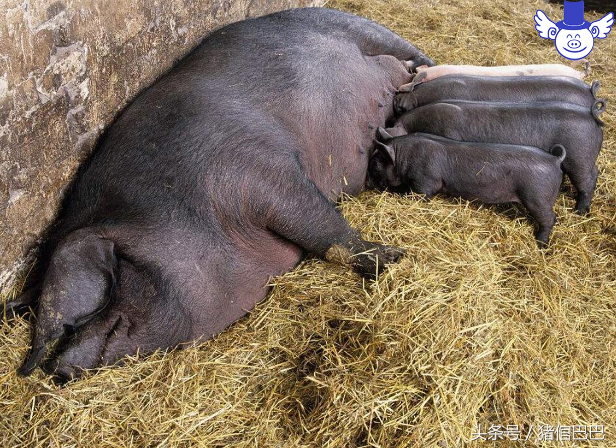 母猪刚下的仔猪有乳腺炎怎么办,母猪得了乳房炎小猪有什么影响