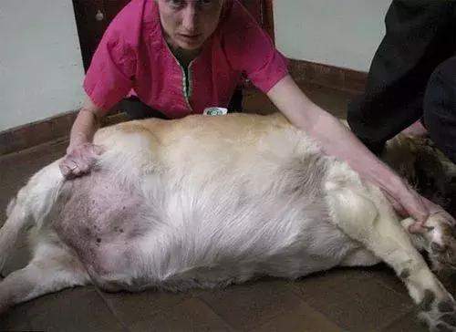 狗狗一下子吃太多狗粮怎么办,狗狗一下子吃太多了怎么办