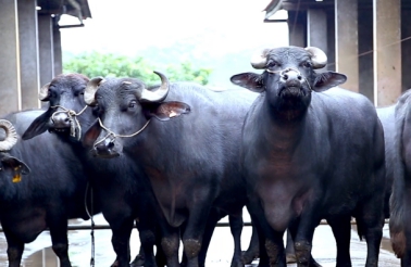 莫丽尼菲牛奶,百菲酪与莫丽尼菲水牛奶