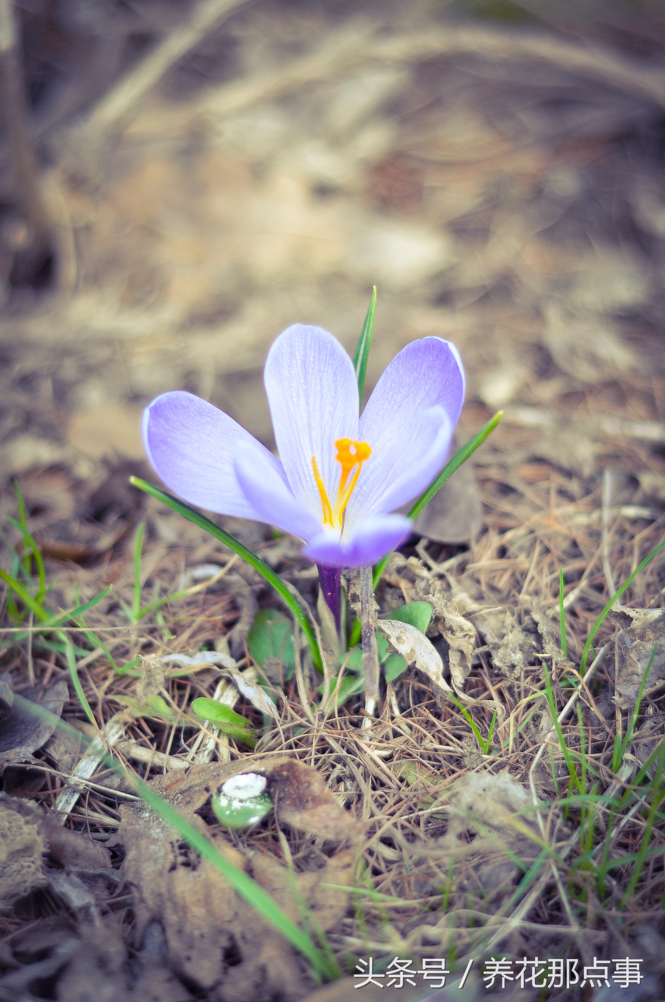 什么是真正的藏红花,藏红花普通和顶级的区别