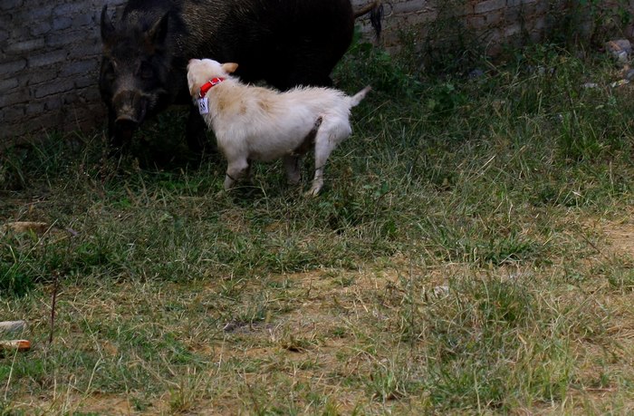 这种犬号称世界第三猎犬,为何不是世界第二猎犬呢