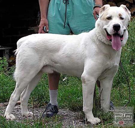 关于世界名狗名犬排行榜,世界名犬狗的品种大全