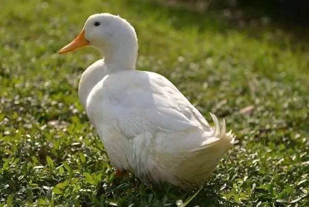 农村小本养殖创业项目大全,项目致富