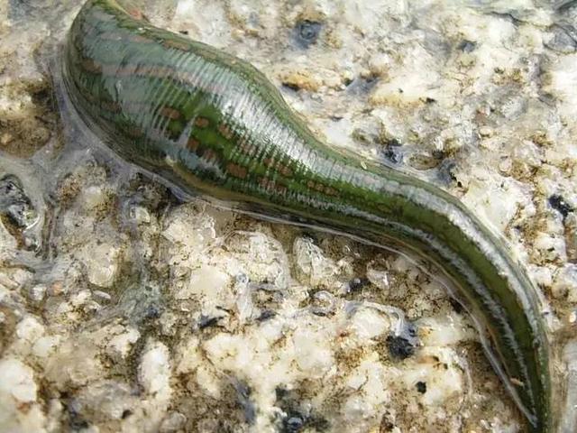 农村小本养殖创业项目大全,项目致富