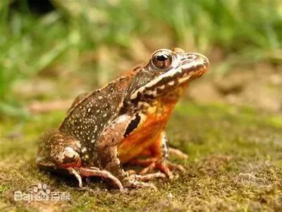 十八岁女孩脸上长满青春痘怎么办,15岁女孩脸上青春痘